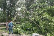 В Дендропарке на Первомайской упало дерево
