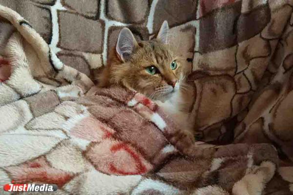 Котя: «Мяу мяу». В Екатеринбурге +3 градуса - Фото 3
